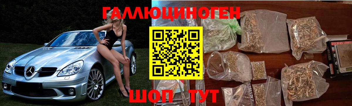 Галлюциногенные грибы Psilocybine cubensis Ачхой-Мартан